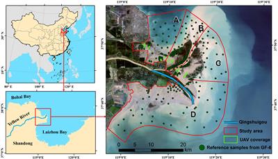 Estimating fractional cover of saltmarsh vegetation species in coastal wetlands in the Yellow River Delta, China using ensemble learning model